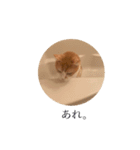 さぶろうだぞう（個別スタンプ：5）
