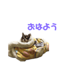 あずきなこもか（個別スタンプ：1）