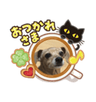 ダックスとチワワの日常スタンプ第一弾（個別スタンプ：12）