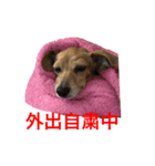 ダックスとチワワの日常スタンプ第一弾（個別スタンプ：13）
