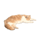 ほのぼの猫ちゃん（個別スタンプ：1）