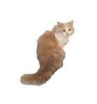 ほのぼの猫ちゃん（個別スタンプ：2）