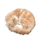 ほのぼの猫ちゃん（個別スタンプ：5）