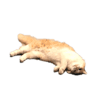 ほのぼの猫ちゃん（個別スタンプ：6）