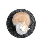 ほのぼの猫ちゃん（個別スタンプ：8）