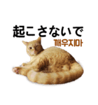 猫ファミリートーク [韓国語x日本語]（個別スタンプ：1）