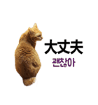 猫ファミリートーク [韓国語x日本語]（個別スタンプ：3）