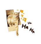 猫ファミリートーク [韓国語x日本語]（個別スタンプ：5）