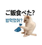 猫ファミリートーク [韓国語x日本語]（個別スタンプ：9）