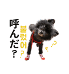 猫ファミリートーク [韓国語x日本語]（個別スタンプ：10）