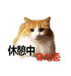 猫ファミリートーク [韓国語x日本語]（個別スタンプ：11）