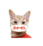 猫ファミリートーク [韓国語x日本語]（個別スタンプ：12）