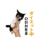 猫ファミリートーク [韓国語x日本語]（個別スタンプ：16）