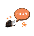 キャバリア★しずくのスタンプ2（個別スタンプ：1）