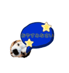 キャバリア★しずくのスタンプ2（個別スタンプ：4）