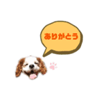キャバリア★しずくのスタンプ2（個別スタンプ：5）