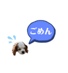キャバリア★しずくのスタンプ2（個別スタンプ：6）