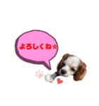 キャバリア★しずくのスタンプ2（個別スタンプ：9）