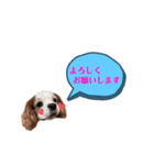キャバリア★しずくのスタンプ2（個別スタンプ：10）