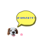 キャバリア★しずくのスタンプ2（個別スタンプ：12）