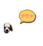 キャバリア★しずくのスタンプ2（個別スタンプ：21）