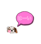 キャバリア★しずくのスタンプ2（個別スタンプ：22）