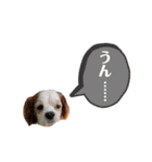 キャバリア★しずくのスタンプ2（個別スタンプ：26）