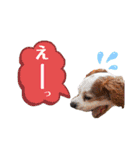 キャバリア★しずくのスタンプ2（個別スタンプ：28）
