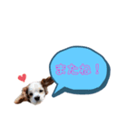 キャバリア★しずくのスタンプ2（個別スタンプ：34）