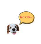 キャバリア★しずくのスタンプ2（個別スタンプ：35）