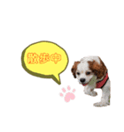キャバリア★しずくのスタンプ2（個別スタンプ：38）