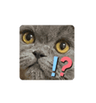 猫のグーちゃん（個別スタンプ：2）