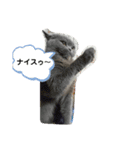 猫のグーちゃん（個別スタンプ：3）