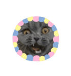 猫のグーちゃん（個別スタンプ：7）