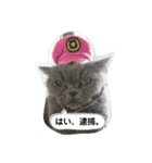 猫のグーちゃん（個別スタンプ：8）