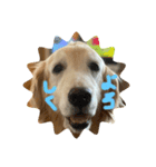 犬(ふうちゃん)！（個別スタンプ：1）