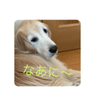 犬(ふうちゃん)！（個別スタンプ：3）