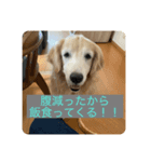 犬(ふうちゃん)！（個別スタンプ：4）