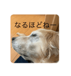 犬(ふうちゃん)！（個別スタンプ：6）