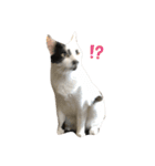 まくら時々ふとん（個別スタンプ：12）
