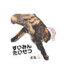 とらとぎん猫の日常（個別スタンプ：1）