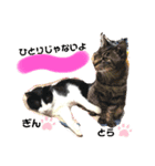 とらとぎん猫の日常（個別スタンプ：2）