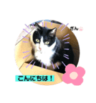 とらとぎん猫の日常（個別スタンプ：3）