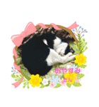 とらとぎん猫の日常（個別スタンプ：4）