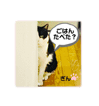 とらとぎん猫の日常（個別スタンプ：5）