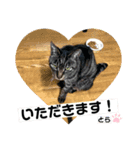 とらとぎん猫の日常（個別スタンプ：6）