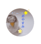 癒されインコ 4（個別スタンプ：2）