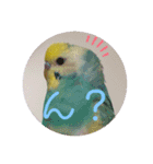 癒されインコ 4（個別スタンプ：3）