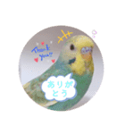 癒されインコ 4（個別スタンプ：4）