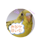 癒されインコ 4（個別スタンプ：6）
